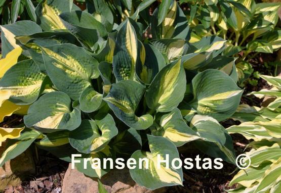 Hosta Lakeside Cupcake